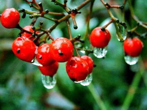 雪红果视频,探寻冬季美味与自然的完美邂逅