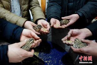 斗鹌鹑视频,激战正酣，精彩瞬间回顾