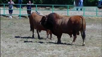 农村水牛配种视频